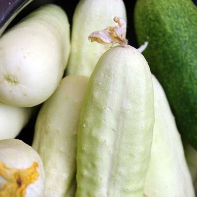 Biosnyg Cucumber Seed(300 per packet)