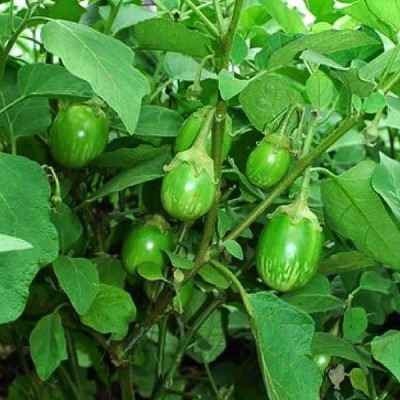 Biosnyg Brinjal F1 Hybrid Green OS 995 - Vegetable Seeds-[100 Seeds] Seed(100 per packet)