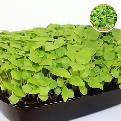 Biosnyg Basil Lemon Basil - Microgreen Seeds-[1gm Seeds] Seed(1 g)