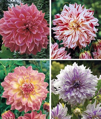 VibeX Dahlia Seed(50 per packet)