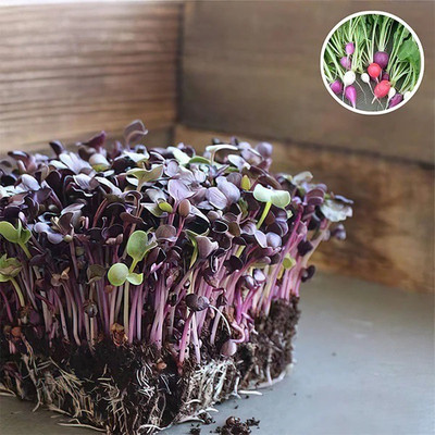 VibeX Radish Sango Red - Microgreen Seeds Seed(200 per packet)