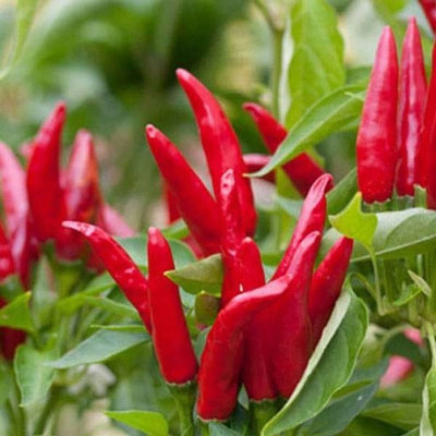 VibeX Chilli Seed(1 per packet)