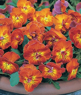 VibeX Viola Seed(50 per packet)