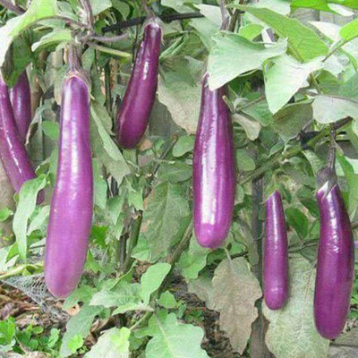 VibeX Brinjal Seed(1 per packet)