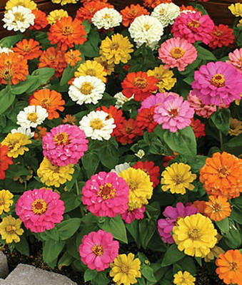 VibeX Zinnia Seed(50 per packet)