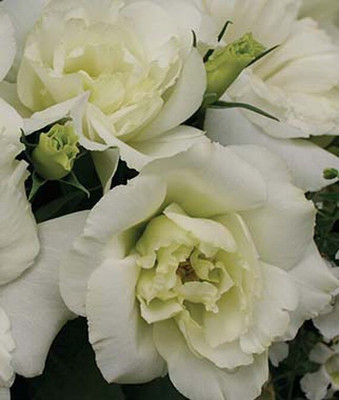 VibeX Lisianthus Seed(50 per packet)