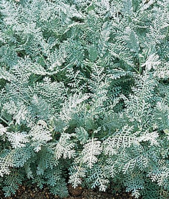 VibeX Dusty Miller Seed(50 per packet)