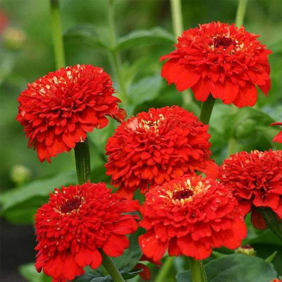 VibeX Zinnia Seed(50 per packet)