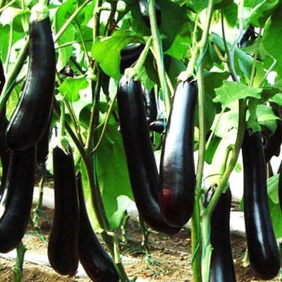 Biosnyg Brinjal F1 Purple Long - Vegetable Seeds-[5gm Seeds] Seed(5 g)