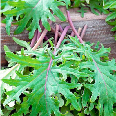 VibeX Kale Red Russian Seed(100 per packet)