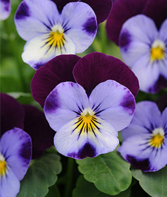 VibeX Viola Seed(50 per packet)