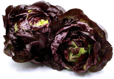 Biosnyg Lettuce Butter Head Red - Vegetable Seeds-[300 Seeds] Seed(300 per packet)