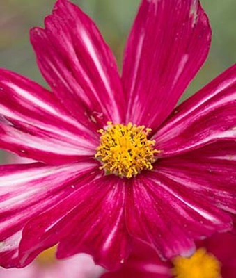 VibeX Cosmos Seed(50 per packet)