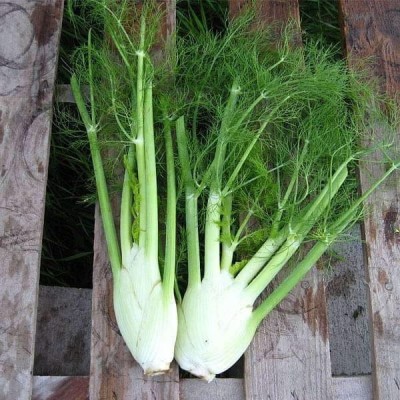 Biosnyg Fennel Imported Sweet - Herb Seeds-[300 Seeds] Seed(300 per packet)