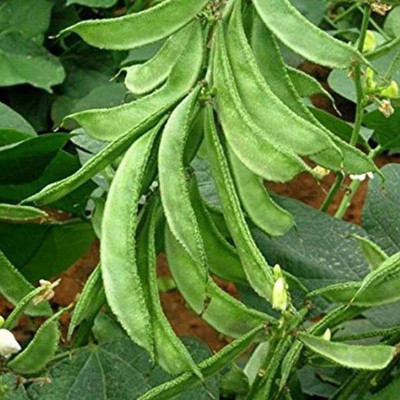 VibeX Sem Phali, Lima Beans - Desi Vegetable Seeds Seed(100 per packet)