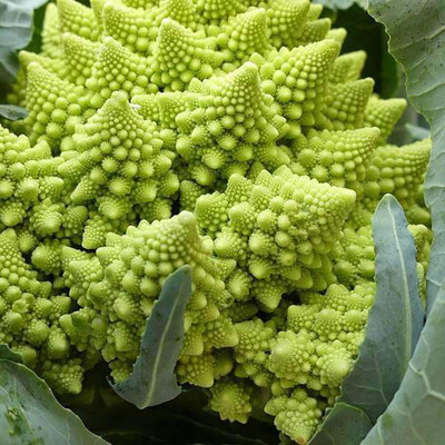 VibeX Broccoli Romanesco Seed(5 per packet)