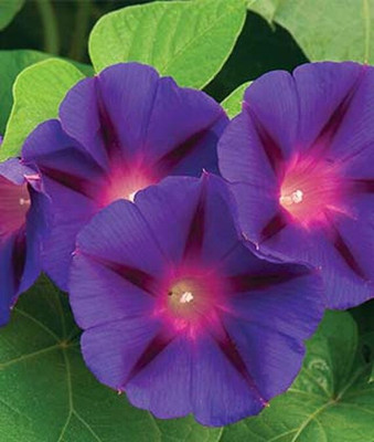 VibeX Morning Glory Seed(50 per packet)