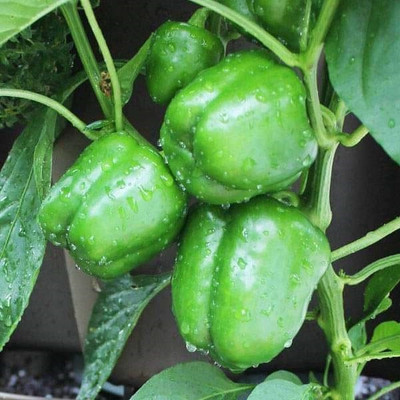 VibeX Capsicum Imported Green - Vegetable Seeds Seed(100 per packet)