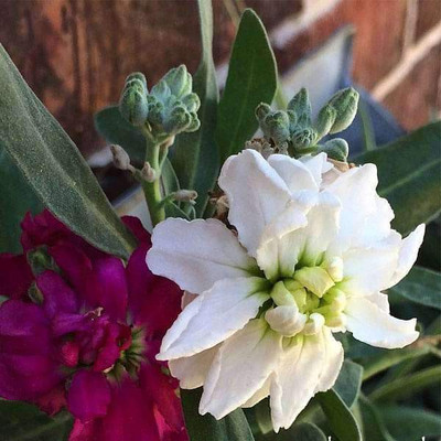 VibeX Matthiola incana Seed(50 per packet)