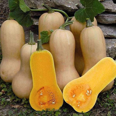 VibeX Squash Walthum Butternut (Bell Shape) - Vegetable Seeds Seed(100 per packet)