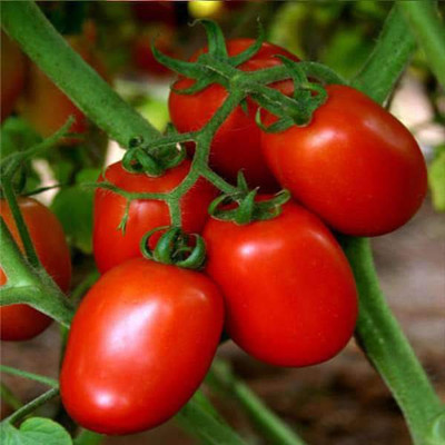 VibeX Tomato Seed(100 per packet)