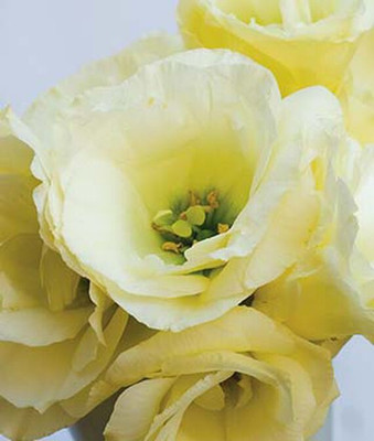 VibeX Lisianthus Seed(50 per packet)