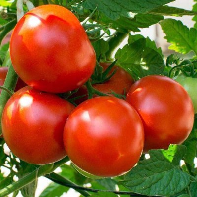 Biosnyg Tomato Imported Moneymaker - Heirloom Vegetable Seeds-[100 Seeds] Seed(100 per packet)