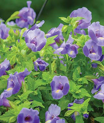 VibeX Torenia Seed(50 per packet)