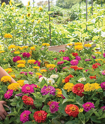 VibeX Zinnia Seed(50 per packet)