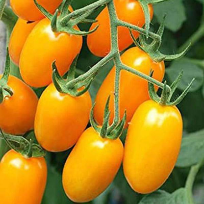 VibeX Tomato Seed(5 per packet)