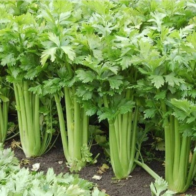 Biosnyg Celery Imported, Celery Tall Utah - Vegetable Seeds-[5gm Seeds] Seed(5 g)