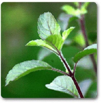 VibeX Tulsi Seed(300 per packet)