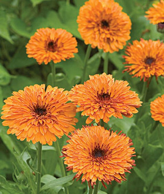VibeX Calendula Seed(50 per packet)
