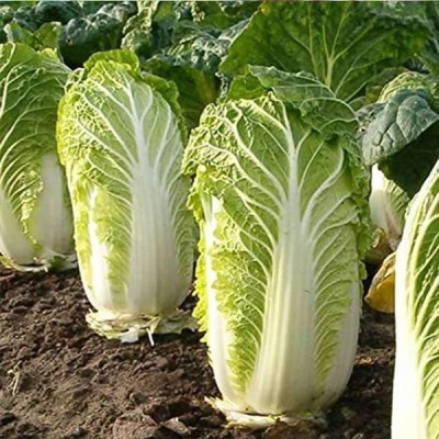 VibeX Cabbage Chinese Wong Bok - Vegetable Seeds Seed(100 per packet)