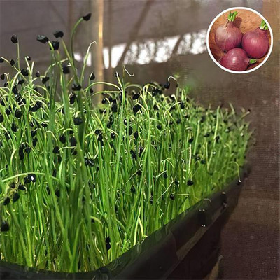 VibeX Onion Seed(5 per packet)