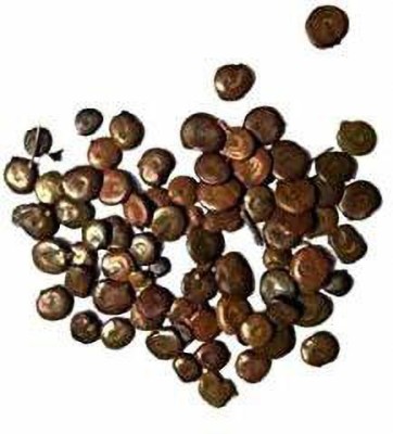 Garden Craft Khair seed, Acacia Catechu Seed(1200 per packet)