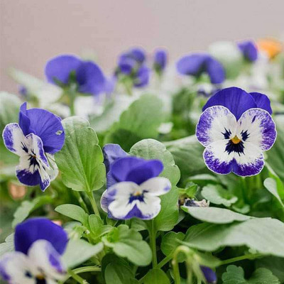 Biosnyg Pansy F1 Violet-White Blotch - Flower Seeds-[50 Seeds] Seed(50 per packet)
