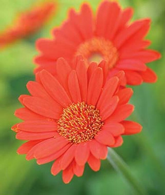 VibeX Gomphrena Seed(50 per packet)