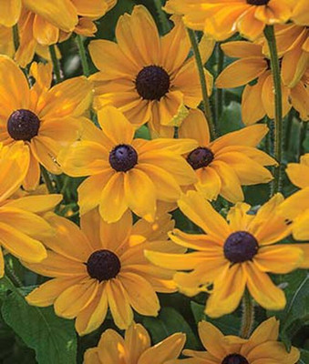VibeX Rudbeckia Seed(50 per packet)
