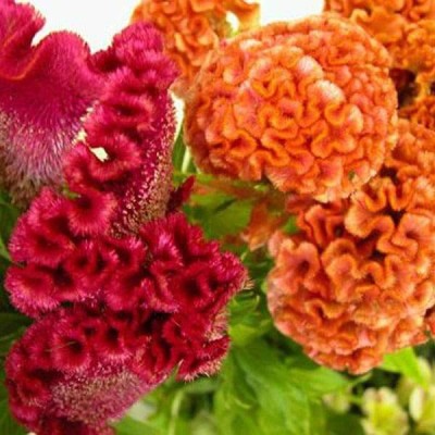 Biosnyg Celosia Cockscomb Dwarf Cristata Mixed Color - Flower Seeds-[50 Seeds] Seed(50 per packet)