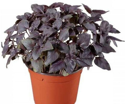 Biosnyg Basil Red, Red Basilicum Ocimum Red Osmin - Herb Seeds-[200 Seeds] Seed(200 per packet)