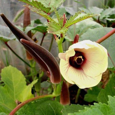 VibeX Okra Red Burgundy Seed(300 per packet)