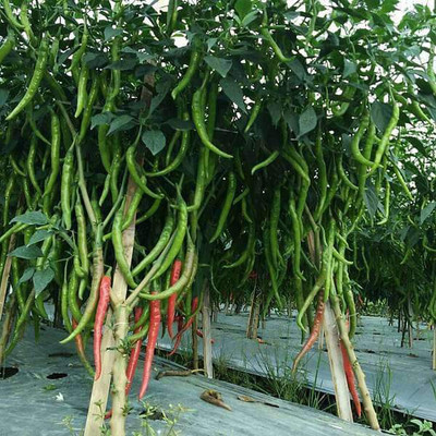 VibeX Chilli Seed(5 per packet)
