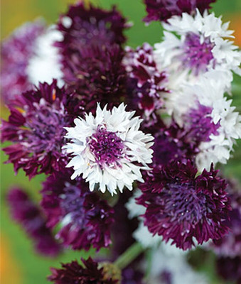 VibeX Cornflower Seed(50 per packet)