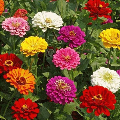 VibeX Zinnia Seed(50 per packet)