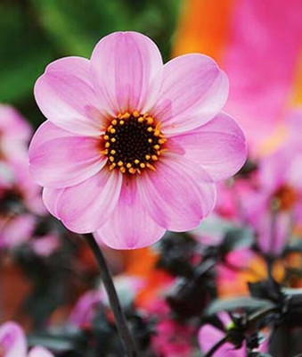 VibeX Dahlia Seed(50 per packet)