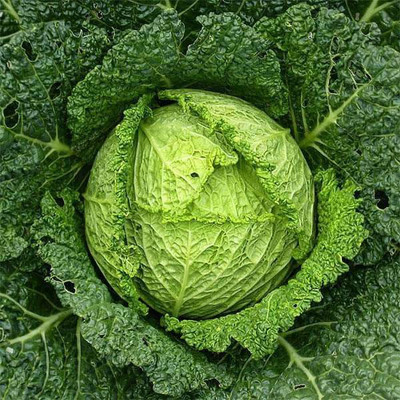 VibeX Cabbage Seed(100 per packet)