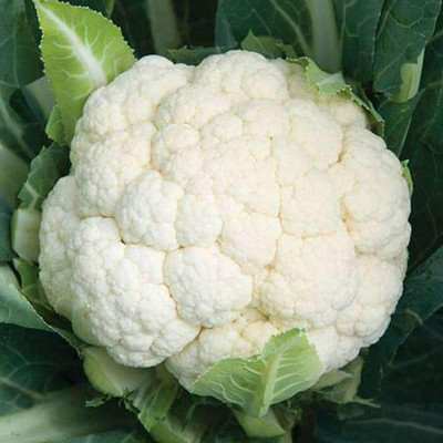Biosnyg Cauliflower F1 Hybrid - Vegetable Seeds-[5gm Seeds] Seed(5 g)