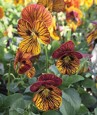 VibeX Viola Seed(50 per packet)