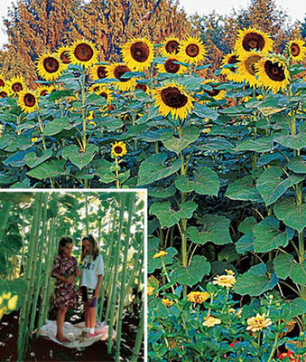 VibeX Sunflower Seed(50 per packet)